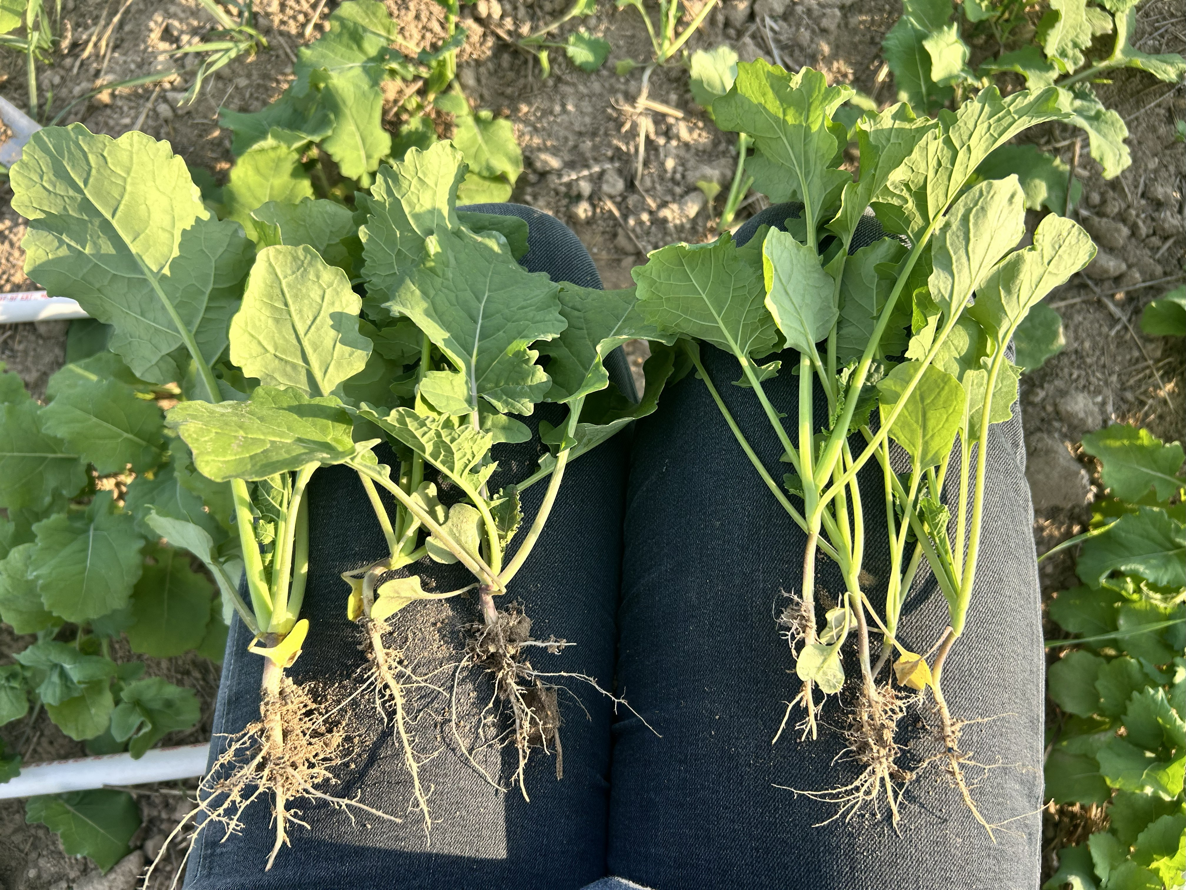 Two samples of canola plants with roots showing the comparison of the different populations.